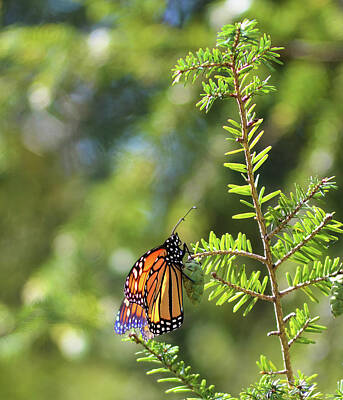  Photograph - Monarch in Evergreens by Kathy McCabe