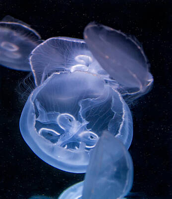  Photograph - Jellyfish by Tim Stanley
