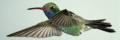 Broad-billed Hummingbird Art