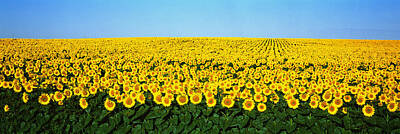 Yellow Sunflowers Art Prints