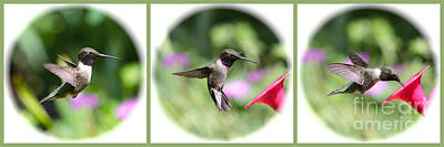 Small Birds In Flight Art Prints