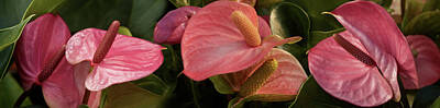 Designs Similar to Close-up Of Anthurium Plant #2