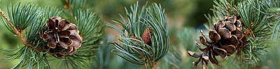 Pine Cones Photos Art Prints