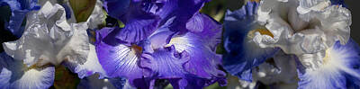 Bearded Irises Photos