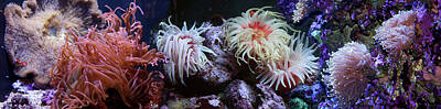 Sea Anemone Art