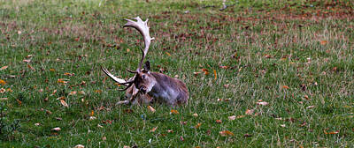 Designs Similar to Autumn Stag by Chris Whittle