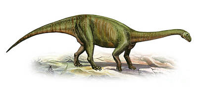 Massospondylus Carinatus Art