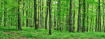 Designs Similar to Beech  Forest In Spring