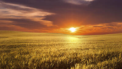 Designs Similar to Wheat Field by Aged Pixel