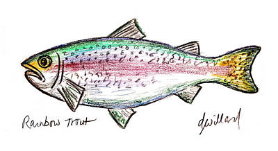  Drawing - Rainbow Trout  by Deborah Willard