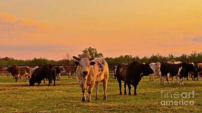 Designs Similar to Rodeo Bulls at Dawn