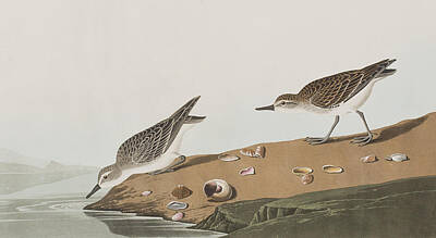 Semipalmated Sandpiper Art