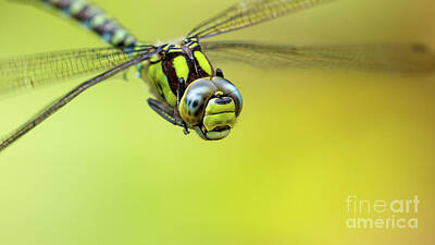 Photograph - Southern Hawker 2 by Andy Brown
