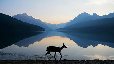 Deer Photographs