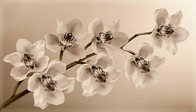 Orchid Bouquet Photos