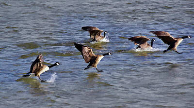 Designs Similar to Canadian Geese Abstract I