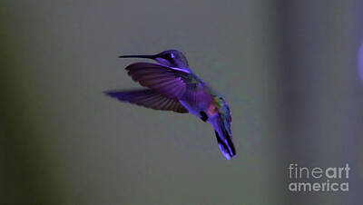 Designs Similar to Flight of a hummingbird