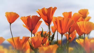 Designs Similar to Golden Poppies In The Breeze 