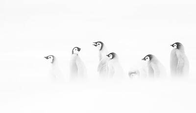 Emperor Penguin Photos
