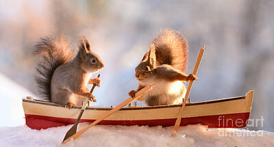  Photograph - Red Squirrel, squirrel, Sciurus vulgaris, Eurasian red squirrel, #135 by Geert Weggen