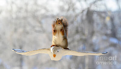  Photograph - Red Squirrel, squirrel, Sciurus vulgaris, Eurasian red squirrel, #140 by Geert Weggen