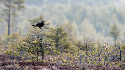  Photograph - Black Grouse on top of a small pine by Torbjorn Swenelius