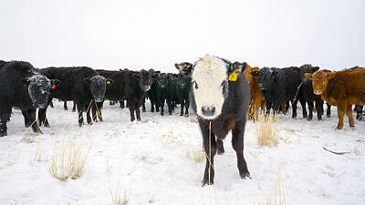  Photograph - Cow  by Janna Jensen