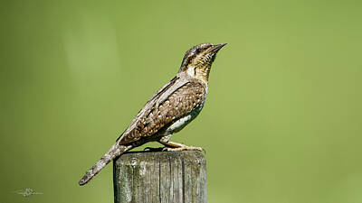  Photograph - Eurasian Wryneck, the ant hunter by Torbjorn Swenelius