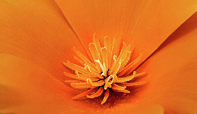  Digital Art - Flower Detail by James R Morrison