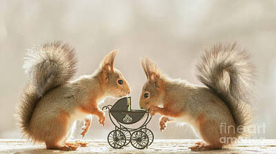  Photograph - Red Squirrels Standing With An Stroller by Geert Weggen