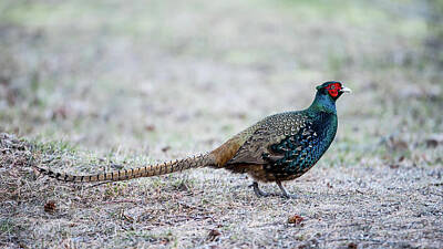  Photograph - The Pheasant Beauty by Torbjorn Swenelius