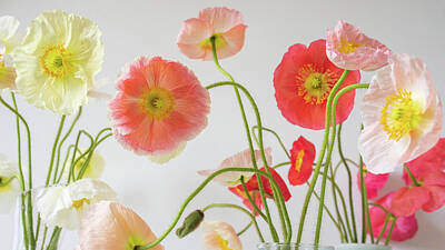  Photograph - Yellow, pink, coral and peach poppies by Natalie Board
