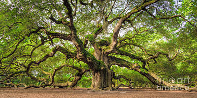 Live Oak Art Prints