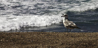  Photograph - Seagull at the Beach by Donna Miller