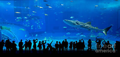 Designs Similar to Aquarium In Okinawa
