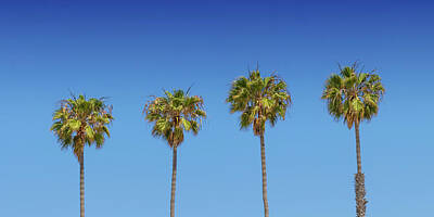 Designs Similar to Lovely Palm Trees