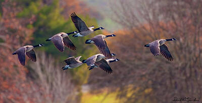  Photograph - Canada Geese Fly by by Donald Quintana