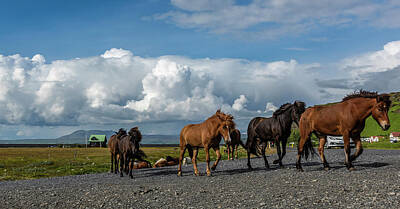 Photograph - Icelandic horses by Thomas Schreiter