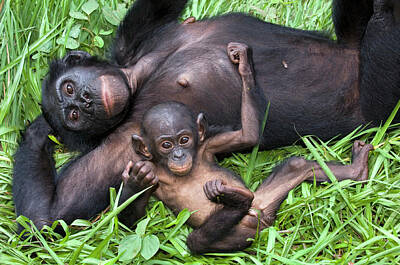 Designs Similar to Bonobo Ape Mother And Young #1