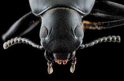 Darkling Beetle Photos