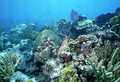 Florida Keys National Marine Sanctuary Art