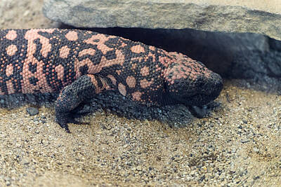 Designs Similar to Gila Monster #1 by Mark Newman