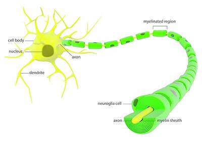 Designs Similar to Myelinated Neuron Anatomy #1