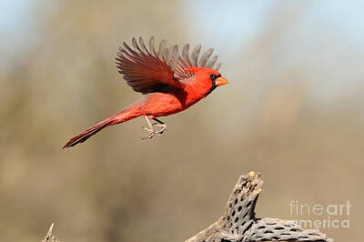 Northern Cardinal Photos