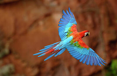 Designs Similar to Red And Green Macaw Flying #1