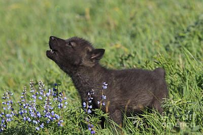 Designs Similar to Timber Wolf Cub, Canis Lupus #1