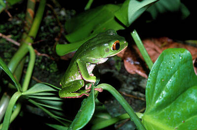 Designs Similar to Trinidad Leaf Frog #1