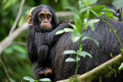 Endangered Monkey Photos