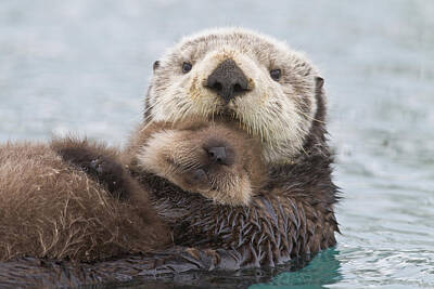 Otter Photos