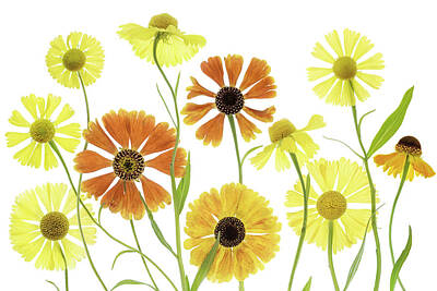 Yellow Sneezeweed Art Prints